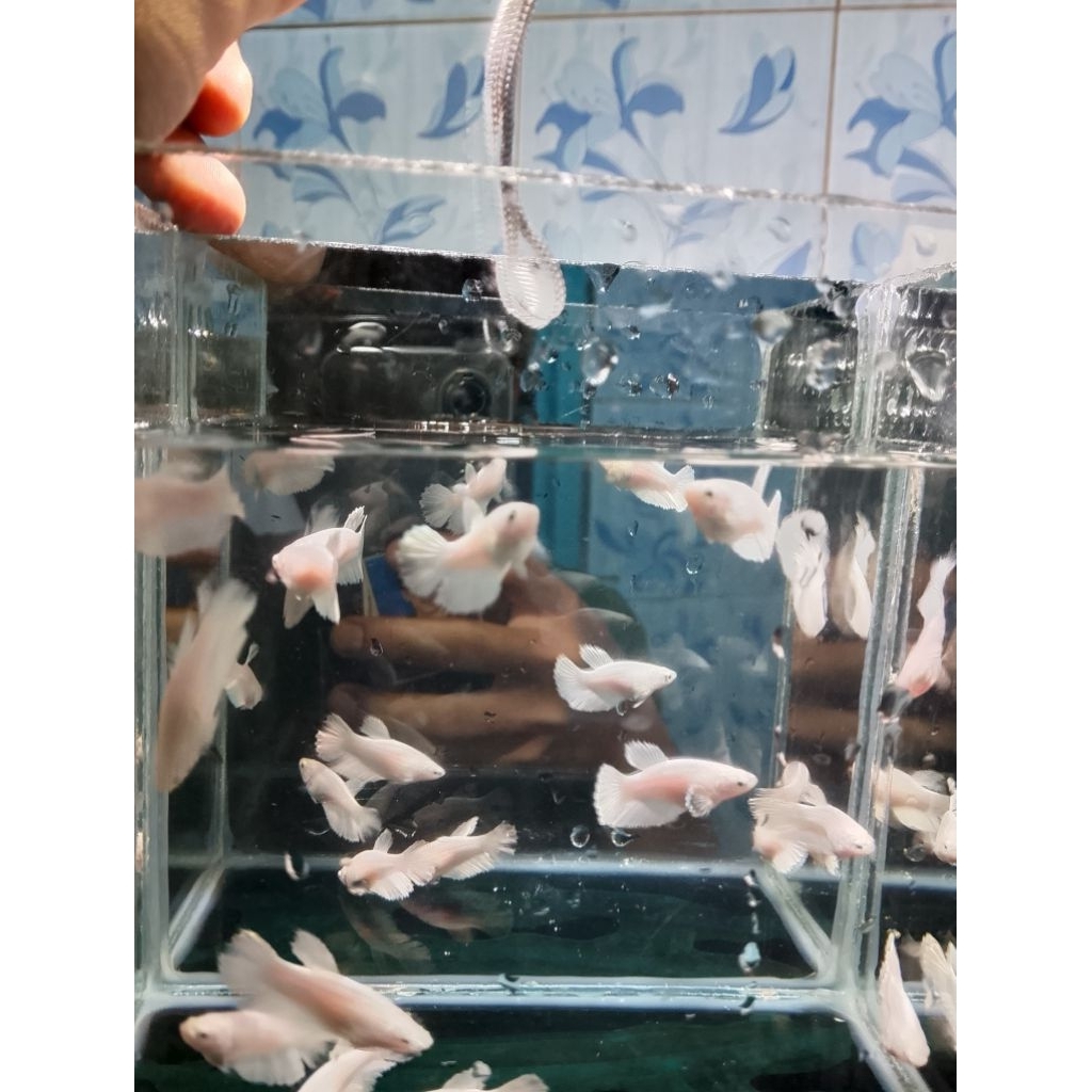 betinaan hm wp usia 4 bln, putih bersih siap bred, cocok di satukan untuk hiasan aquarium, cupang ha