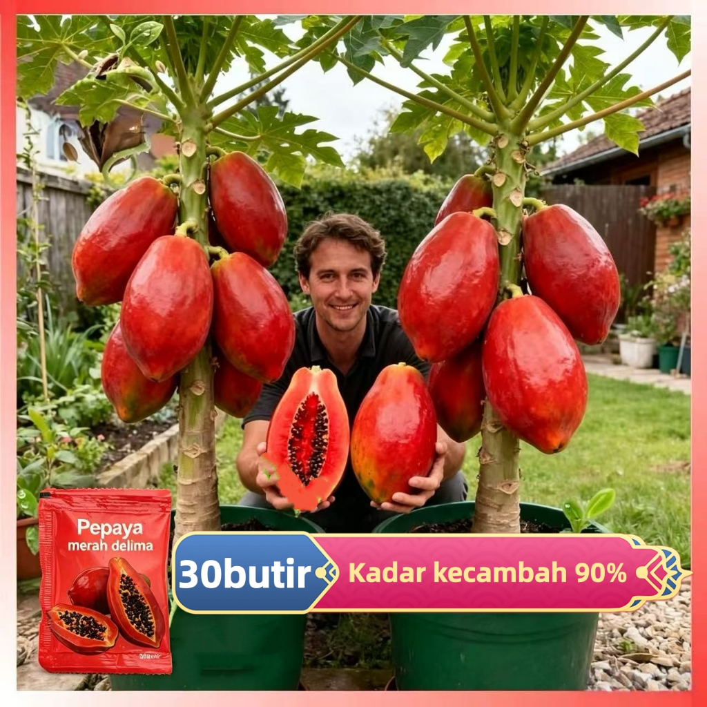 Sweet Dwarf Pepaya benih (High Germination, 30pcs) Fresh Bonsai Pepaya Plant Seeds for Garden Balcon