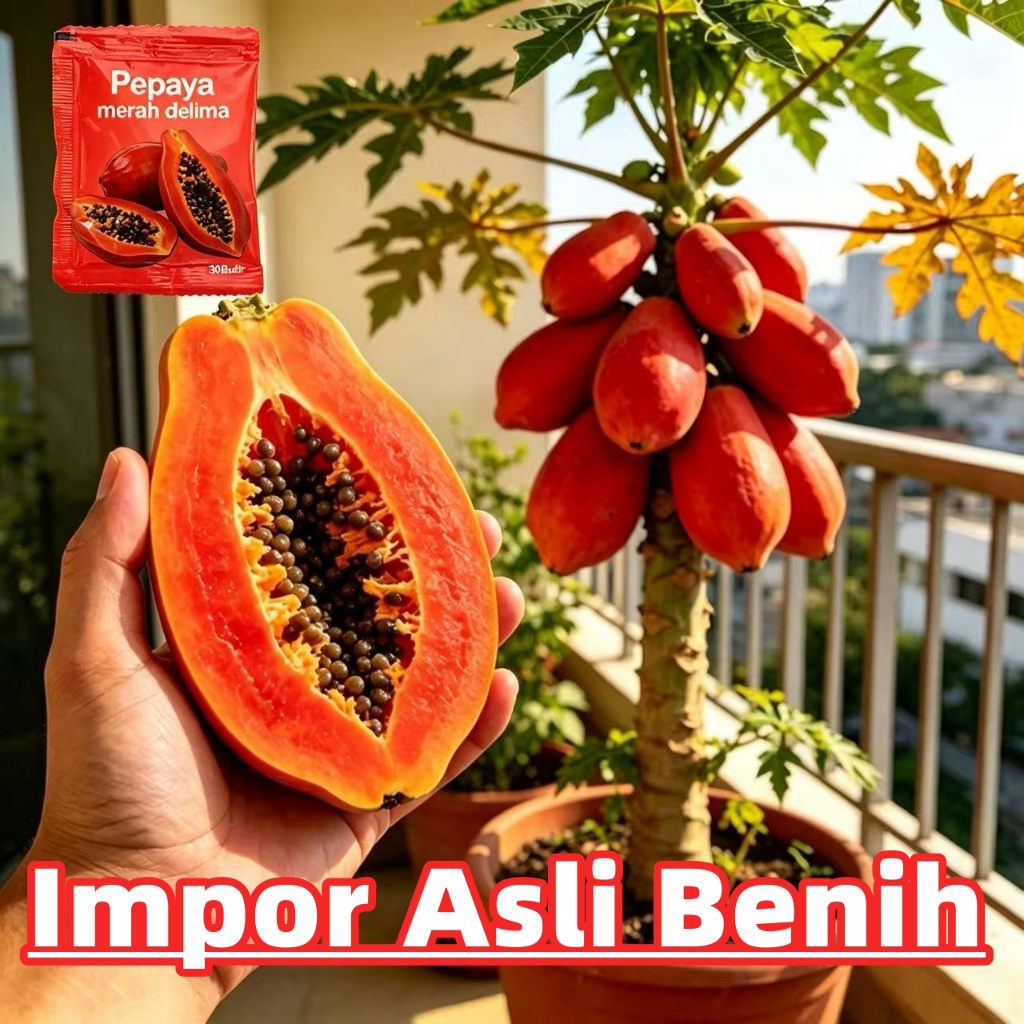 30butir benih pepaya bangkok benih pepaya merah delima High Yield Fresh Red Pepaya premium quality b