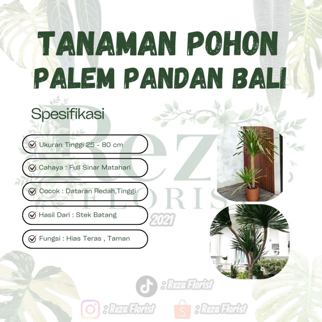 Tanaman Hias Pohon Palem Pandan Bali - Pohon Pandan Bali JUMBO