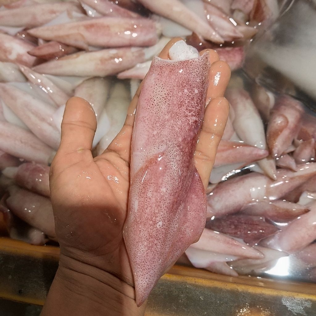cumi Bangka segar