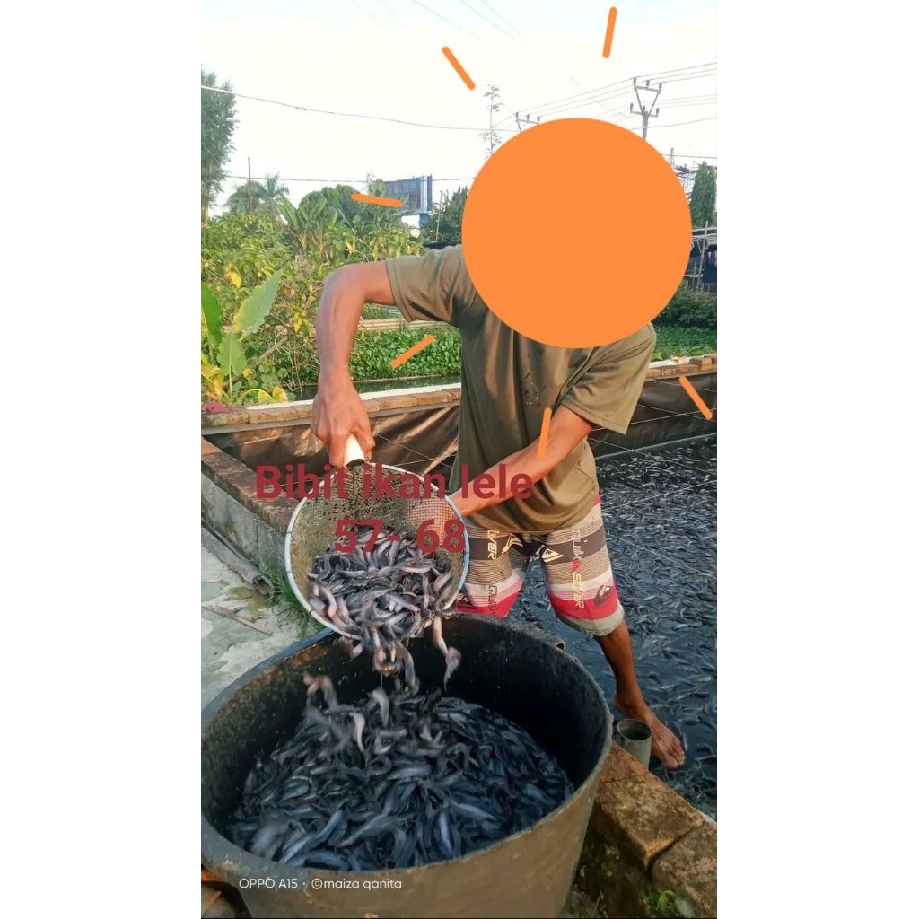 bibit lele sangkal