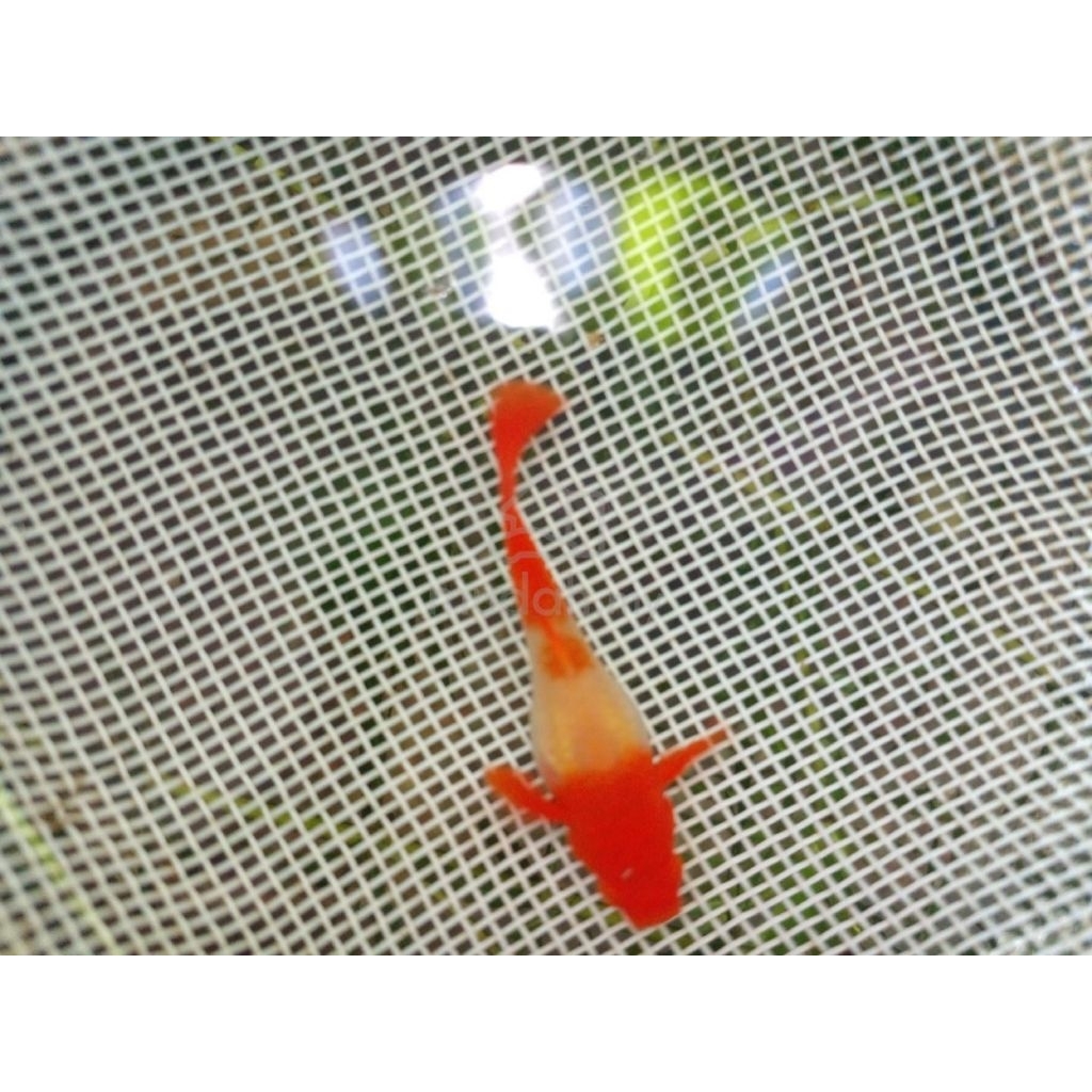 PAKET BREEDER GUPPY ALBINO KOI RED EAR (1 jantan + 2 betina)