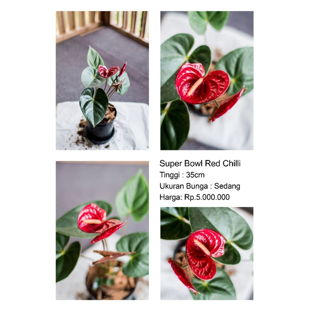 Anthurium bunga Super Bowl Red Chili