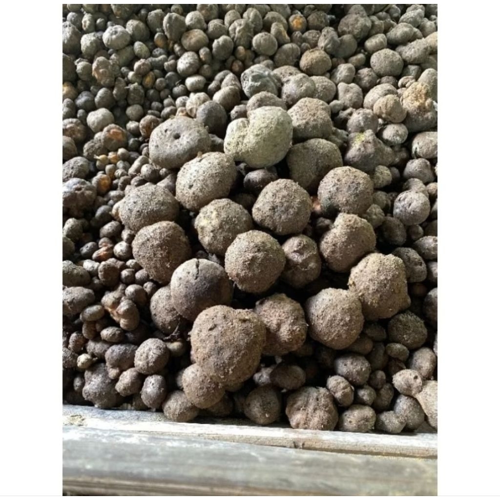 Bibit Katak Porang Mini Isi 500-1000 Biji 1kg
