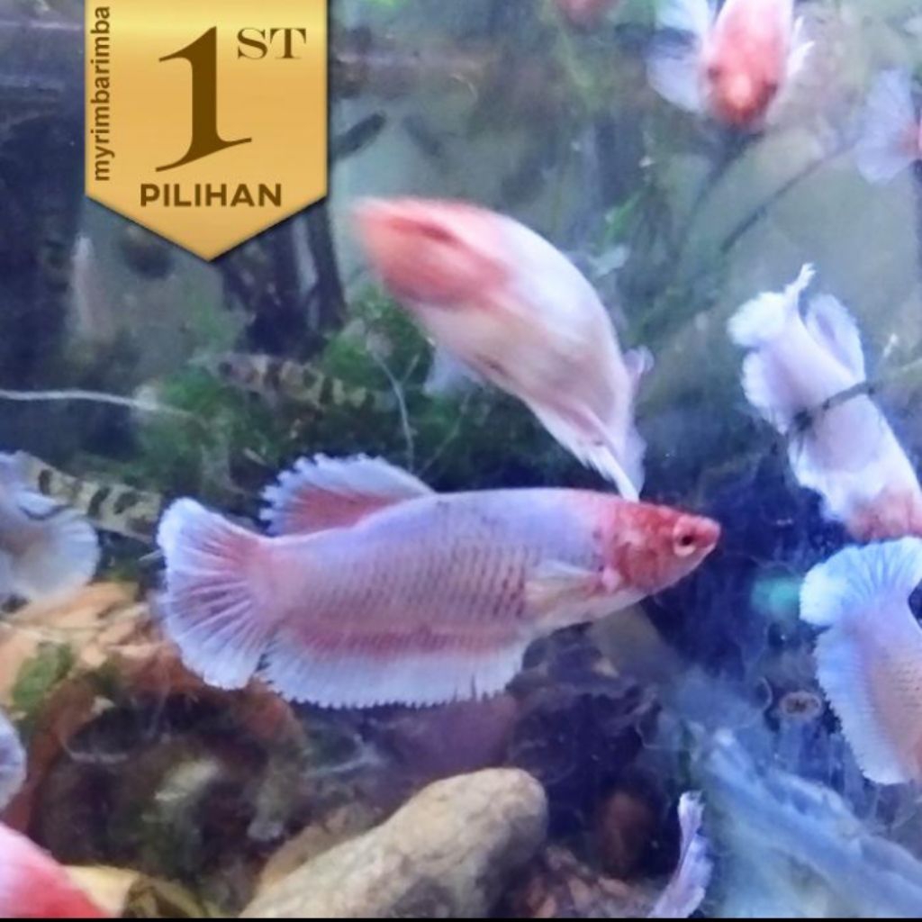 Cupang Betina Lavender Big Ear Ikan Hias Aquascape Hiasan Aquarium Tanaman