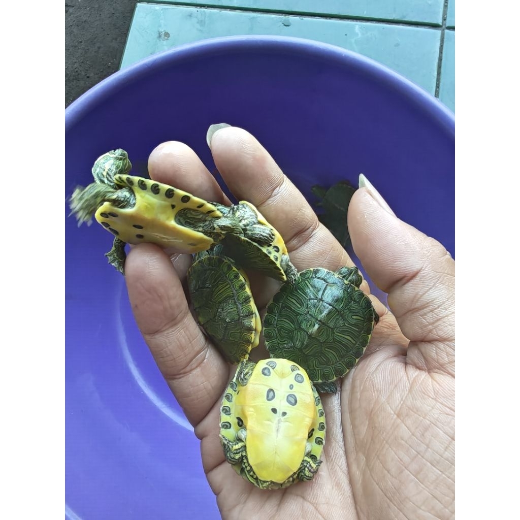 Pelet Kura Hybrid Brazil x yb Anak'an