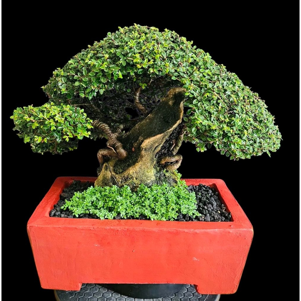 Bonsai Ulmus Daun Super Micro | On The Rock