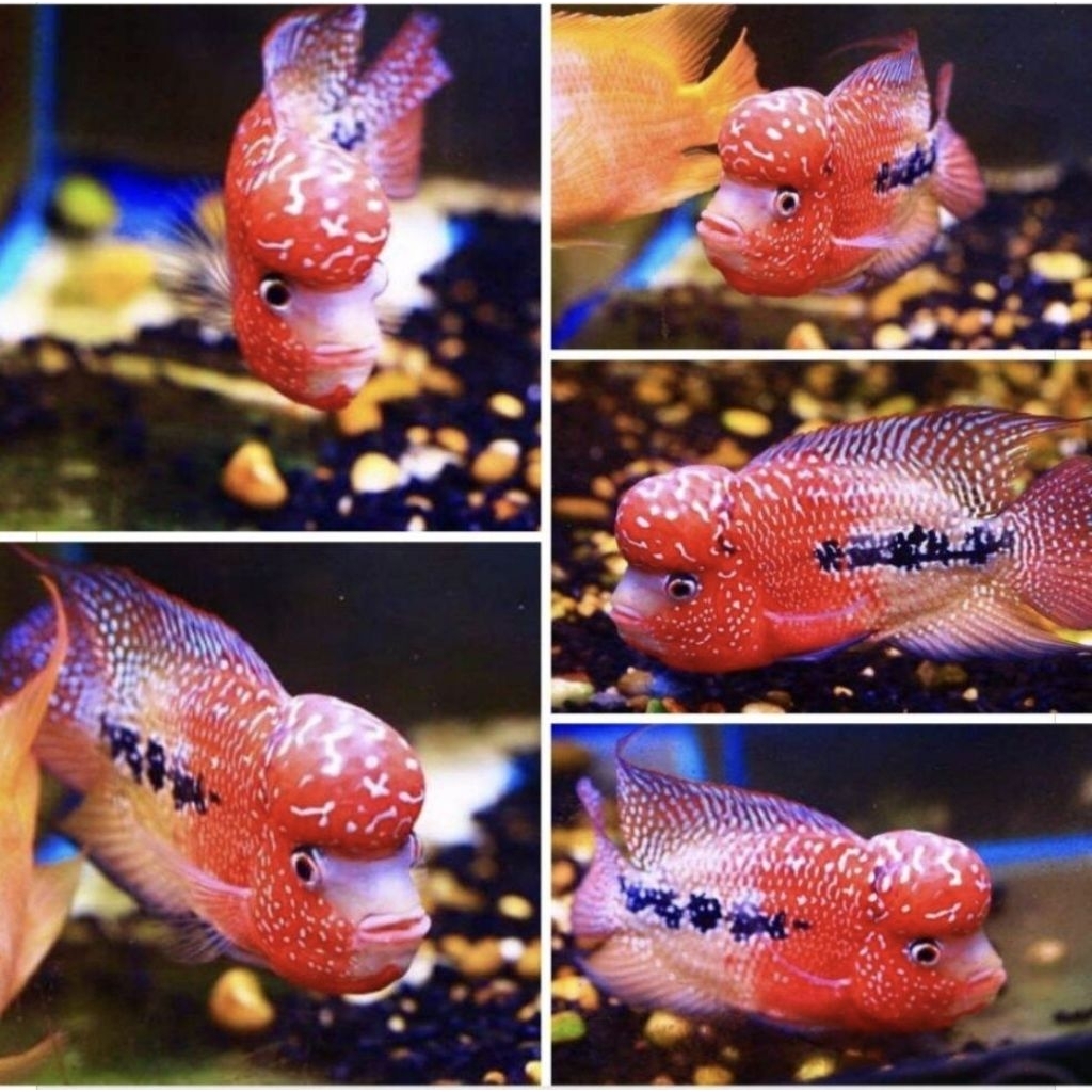 Joss Banget Bibit Lohan SRD SRT Kamfa Hiasan Aquarium