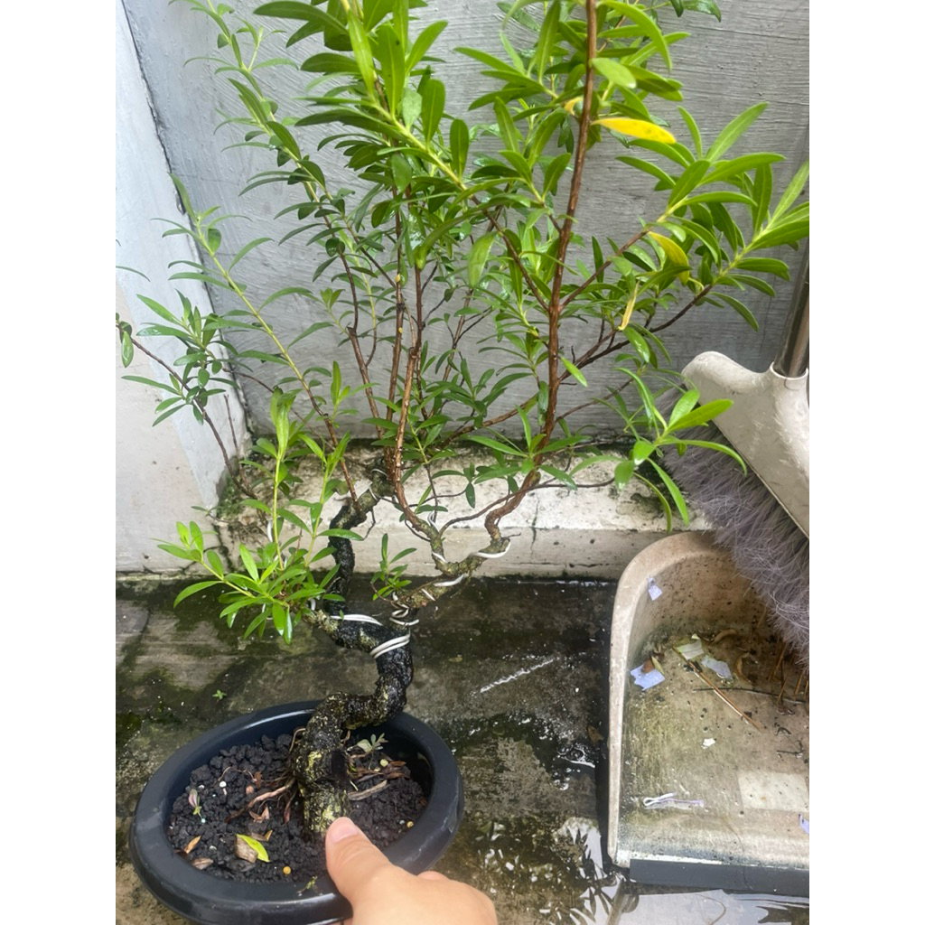 Bonsai Santigi Karang Mame meliuk