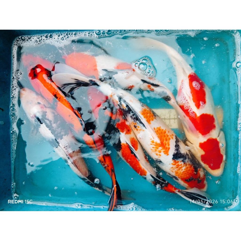 koi jumbo/indukan 35-40cm jenis Kohaku sanke sowa Siro utsuri ,blitar