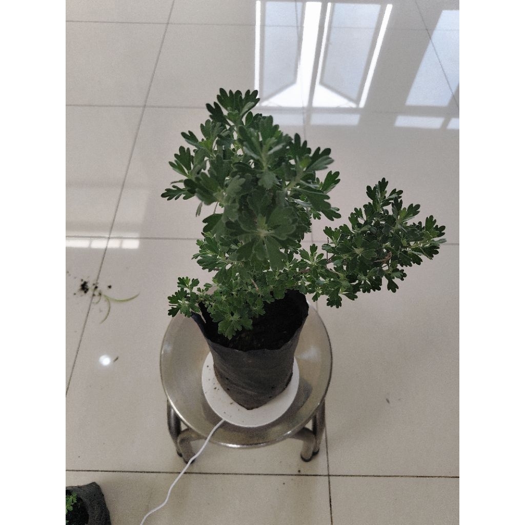 Promo imlek..Bibit tanaman puyong suci/puyung FuRong Ju pohon rezeki..