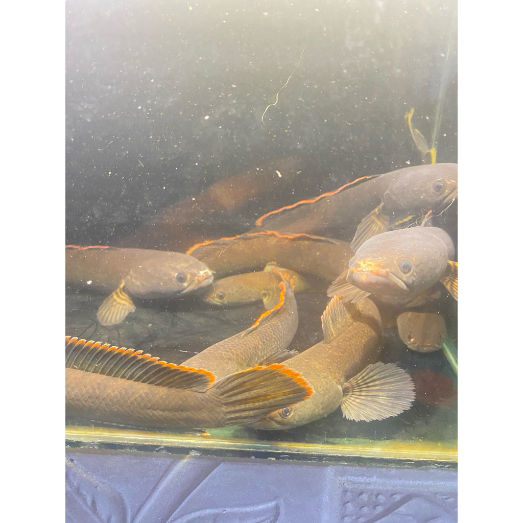 Channa Limbata Ikan Hias Air Tawar Ukuran 10-20 cm