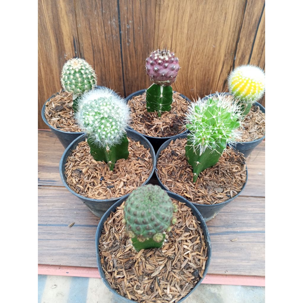 6 jenis kaktus grafting