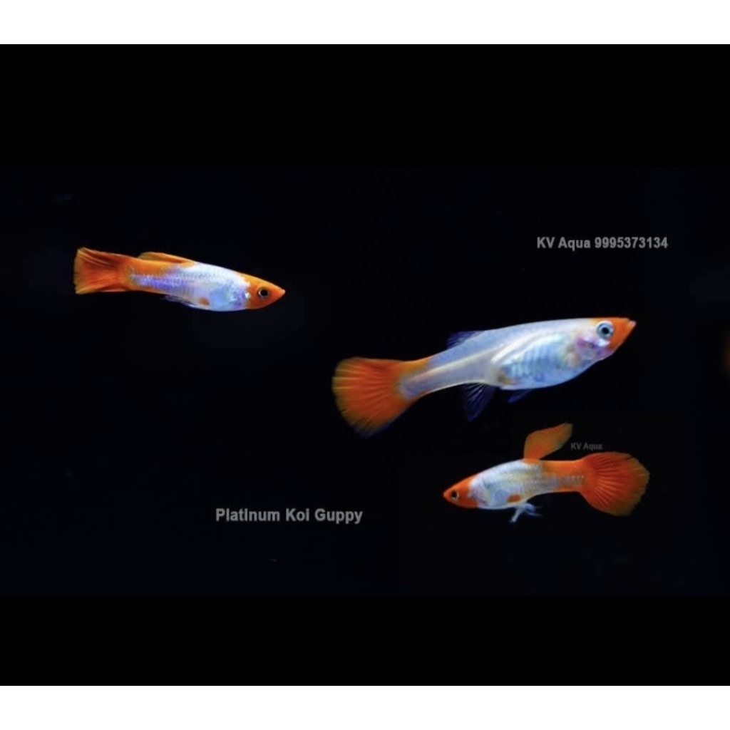 GUPPY PLATINUM KOI JANTAN