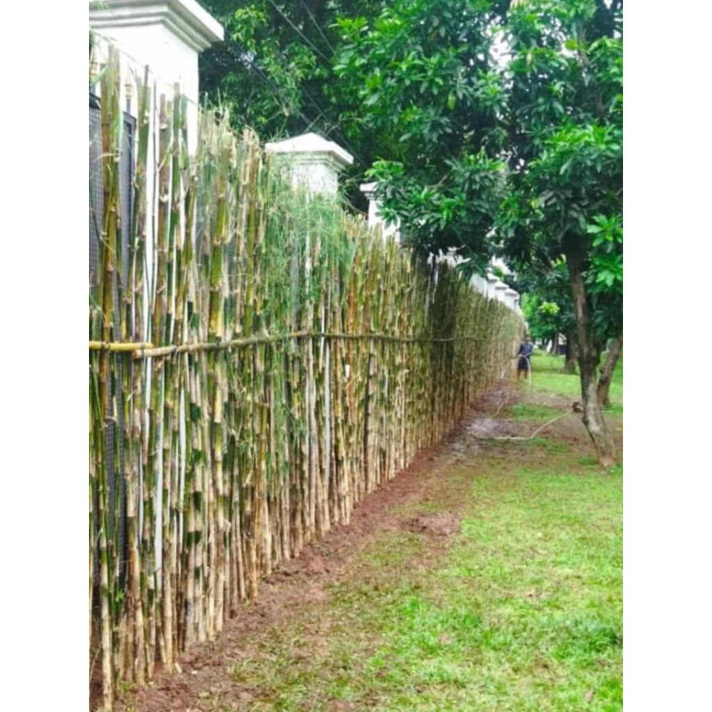 tanaman hias bambu jepang