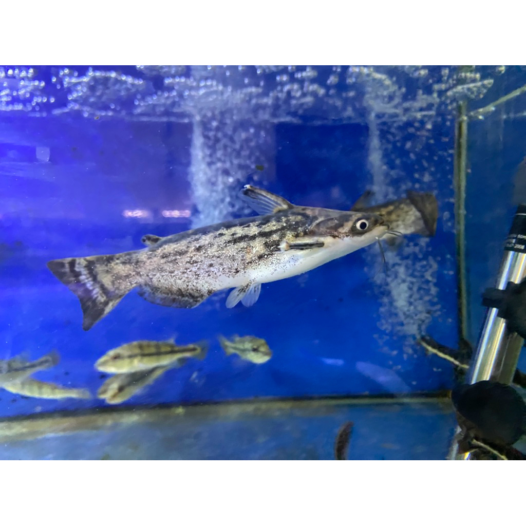 Colombia Catfish ukuran 12-14 cm.