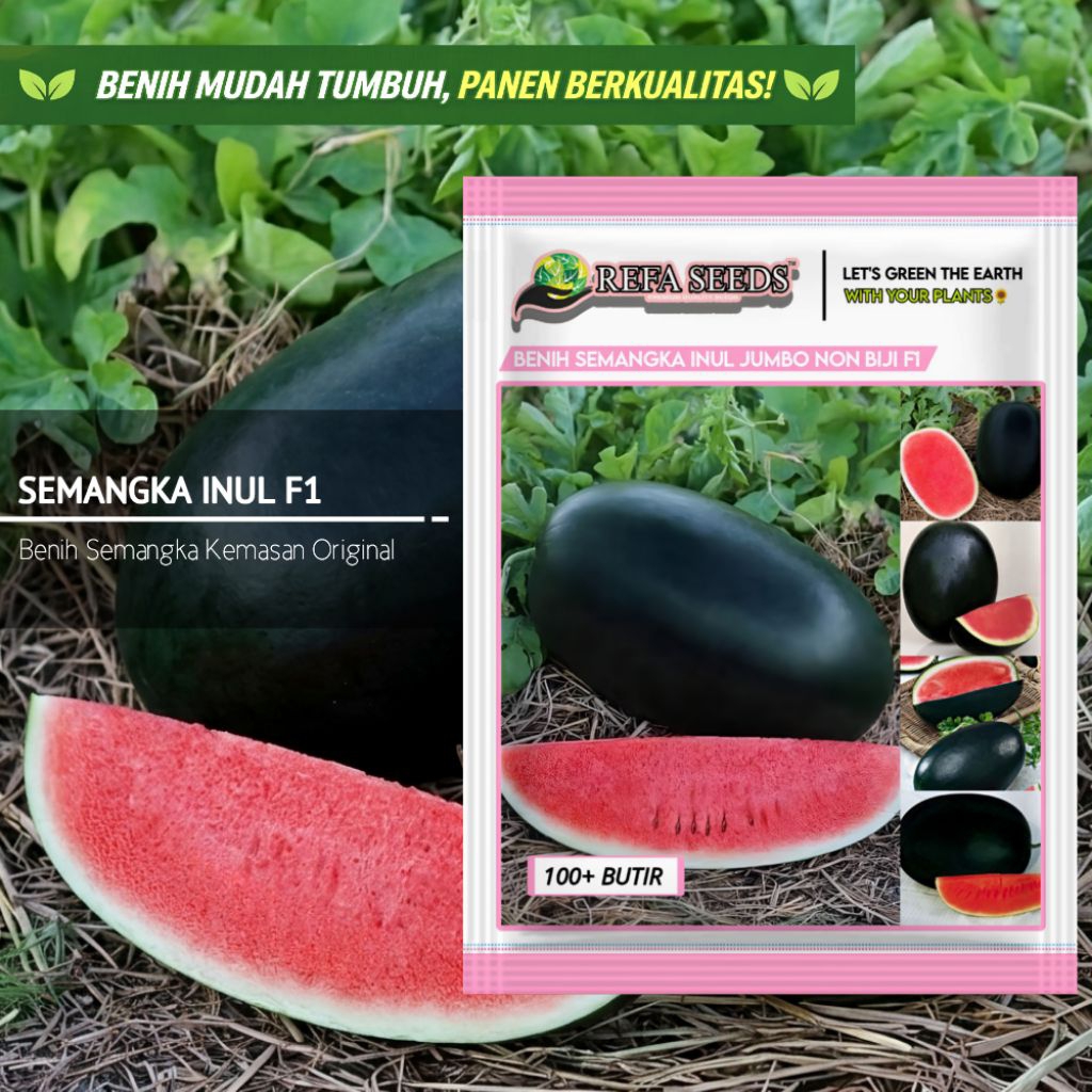 1 Pak 100 Biji Benih Semangka Inul Jumbo Non Biji  Original 100% | Mudah Panen