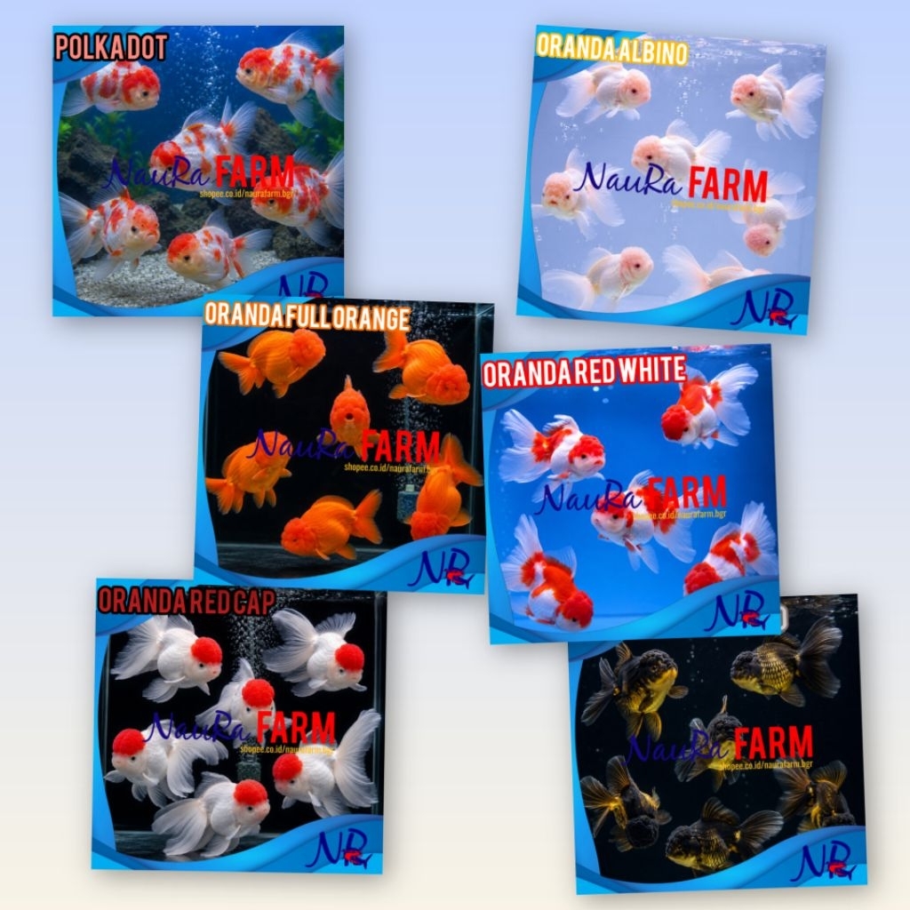 ORANDA L PREMIUM Khusus Warna Red Cap Polkadot Orange Black Gold White / Koki Pilihan untuk Hiasan A