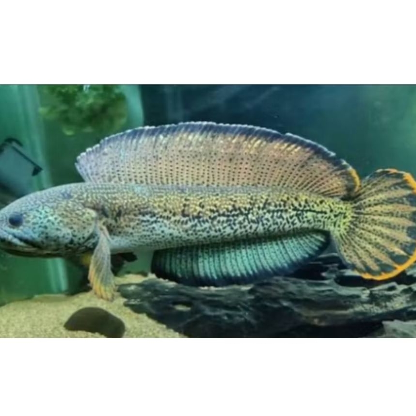 channa barca gondrong size 3-5cm progresan bagus (5 ekor)