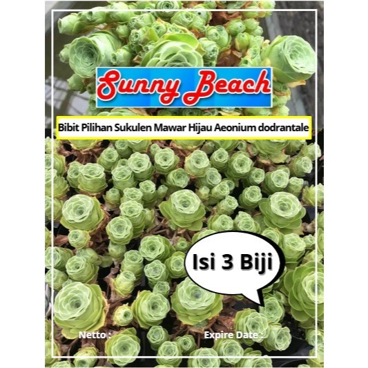 Bibit Pilihan Sukulen Mawar Hijau Aeonium dodrantale | Biji Benih Sukulen Mawar Hijau Aeonium dodran