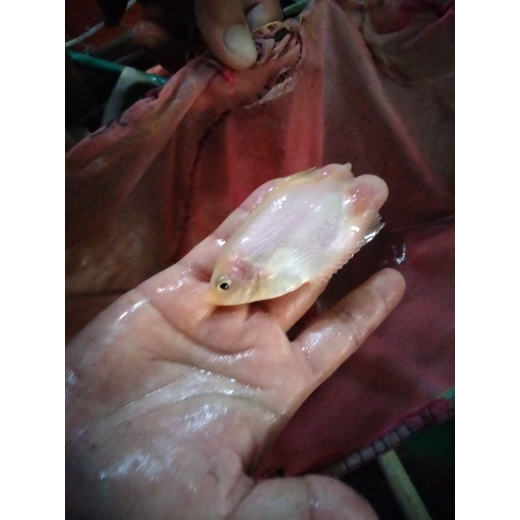 Bibit Ikan Gurame Padang Albino - Paket 10 Ekor