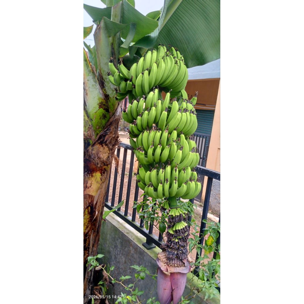 Bibit Pisang Candavis Siap Tanam. Pohon Pisang Pendek Buah Panjang
