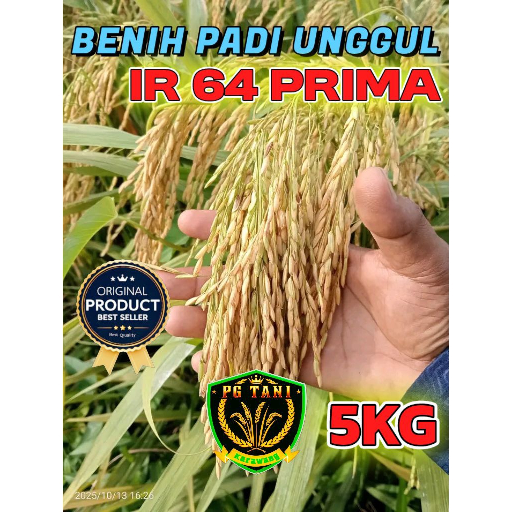 BENIH PADI UNGGUL BERKUALITAS IR 64 PRIMA KEMASAN 5KG