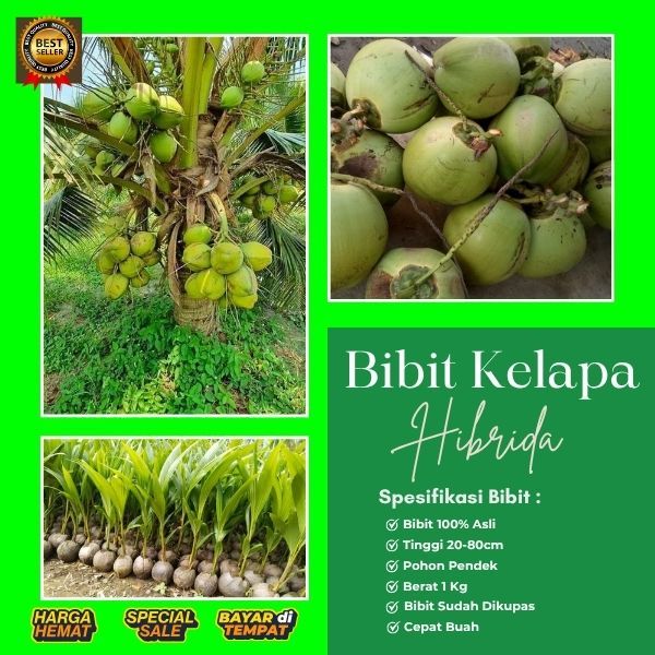 BERKUALITAS  Pohon Kelapa Hibrida Khina, Pohon Kelapa Hibrida Pendek, Pohon Kelapa Hibrida Super