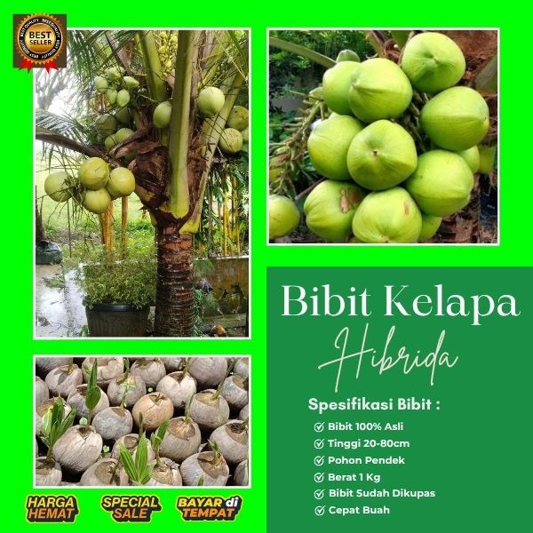 BIBIT SUPER  Pohon Kelapa Hibrida Super, Pohon Kelapa Hibrida Terdekat, Pohon Kelapa Hibrida Thailan