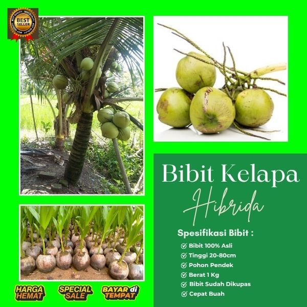 GARANSI BIBIT MATI !! Pohon Kelapa Hibrida Thailand, Pohon Kelapa Hibrida Unggul, Pohon Kelapa Hibri