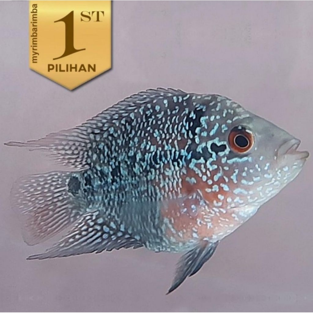 Louhan Bonsai SRD Ikan Hias Predator Hiasan Aquarium Aquascape Tanaman