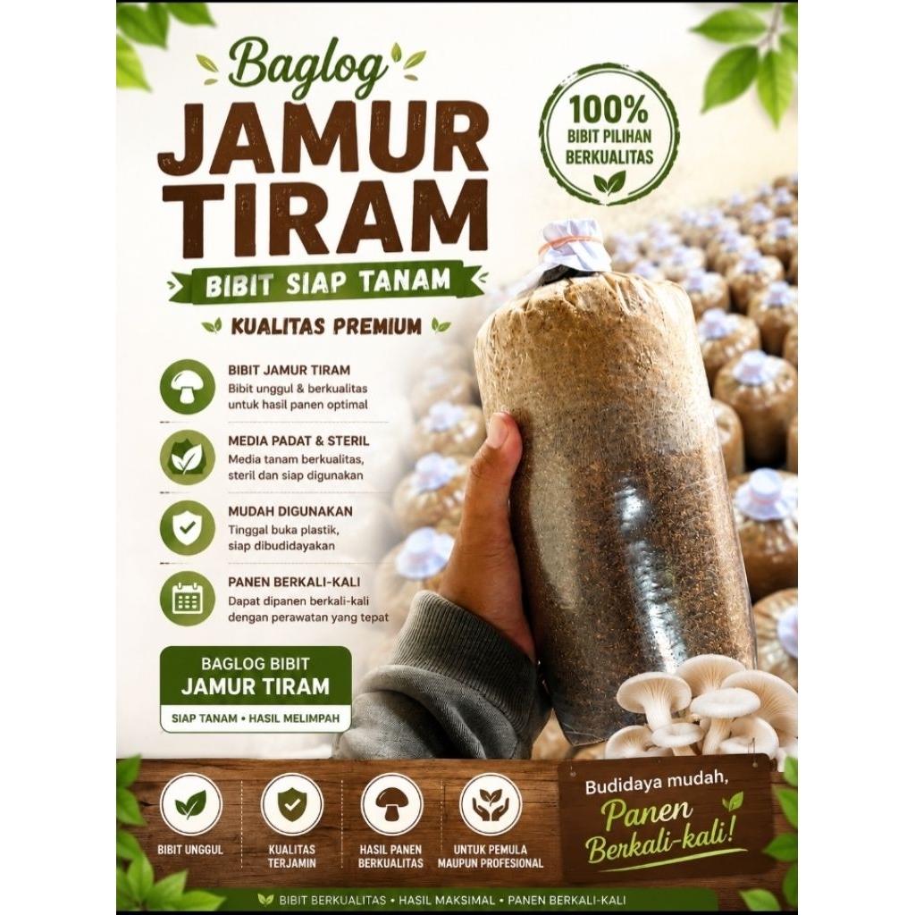 BAGLOG JAMUR TIRAM SIAP TANAM | BIBIT UNGGUL | MEDIA STERIL | PANEN CEPAT