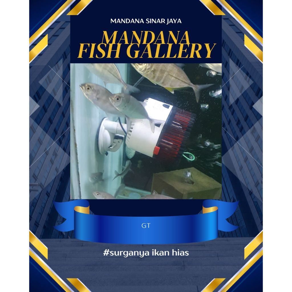 hiasan Ikan Gint Travelly / GT full Air Tawar