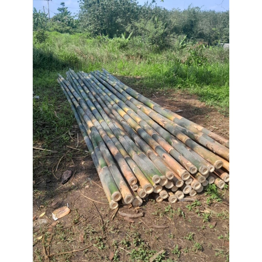 bambu diameter 5-6cm panjang 4 meter