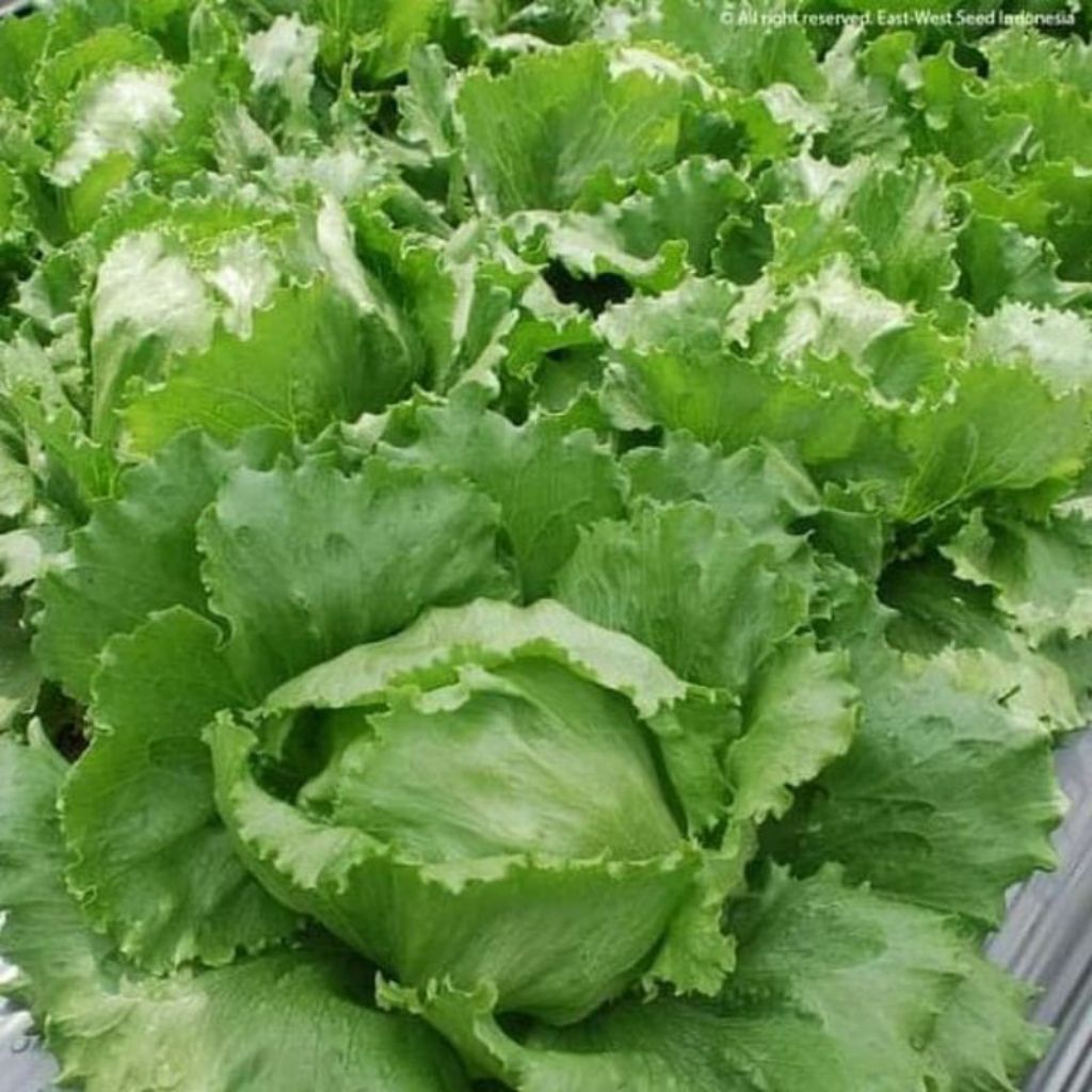 Benih Bibit Biji 50 Selada Bokor Benih Selada Iceberg lettuce Head Lettuce Bibit Benih Biji Iceberg 