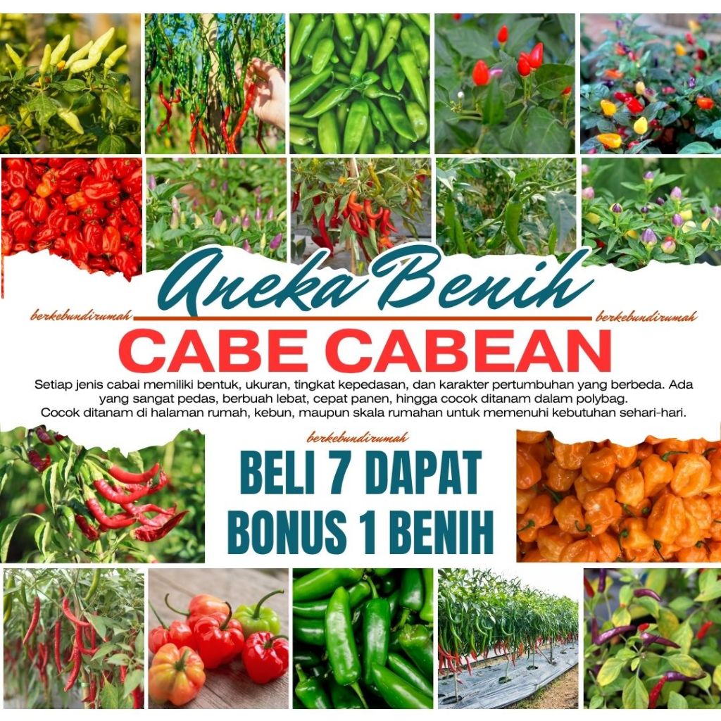 Macam Macam Benih Cabe Konsumsi Sayur Cabai Rawit Varian Unggulan Bibit Sayuran BELI 7 DAPAT BONUS