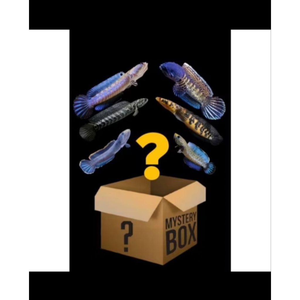 MISTERY BOX IKAN CHANNA RANDOM