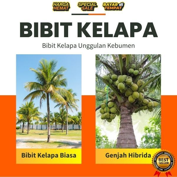 DICARI PENDERES  Pohon Kelapa Pendek Berbuah Lebat, Pohon Kelapa Pendek Cepat Berbuah, Pohon Kelapa 