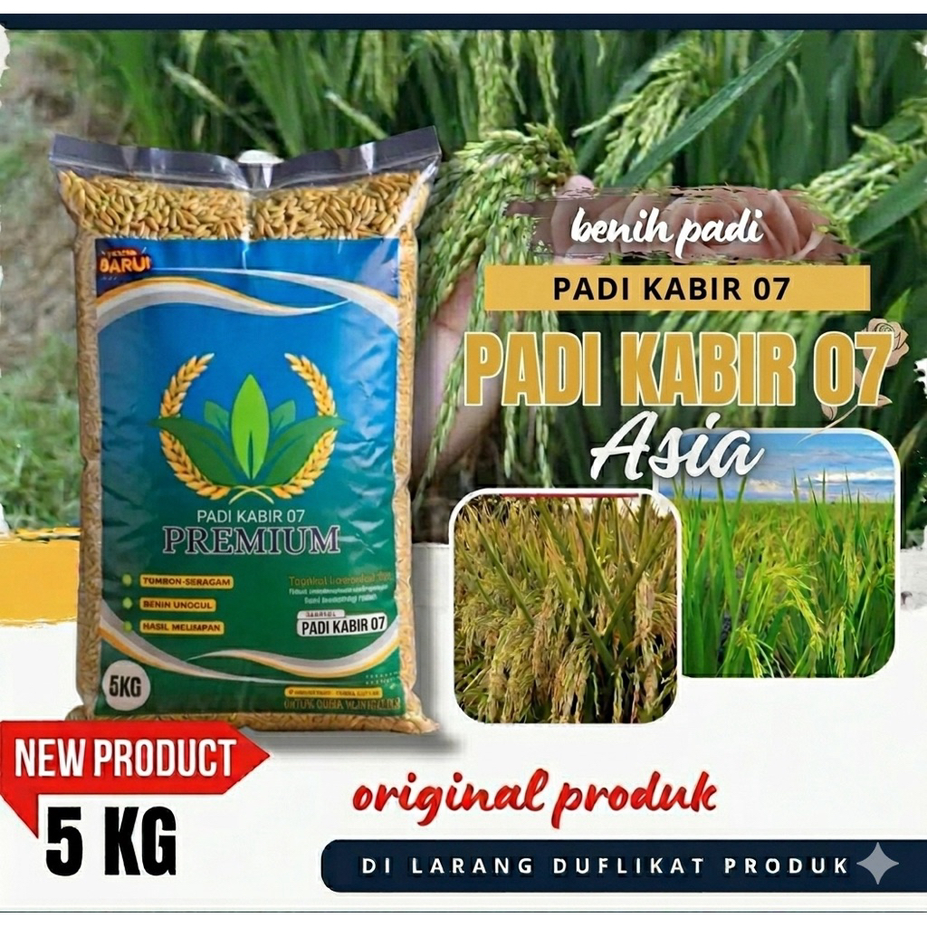 Benih padi unggul kabir 07 benih padi berkualitas unggul kemasan 5kg