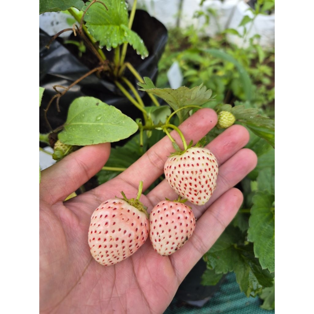 KUTANAM Bibit Strawberry Putih ASLI