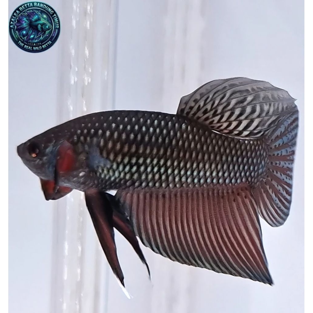 Wild Betta Smaragdina Guitar Copper Spade Tail Size M