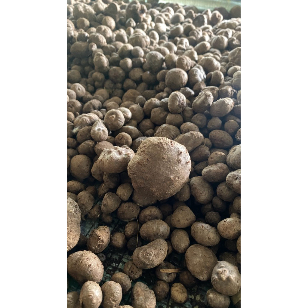 bibit porang dari katak super 1KG siap tanam