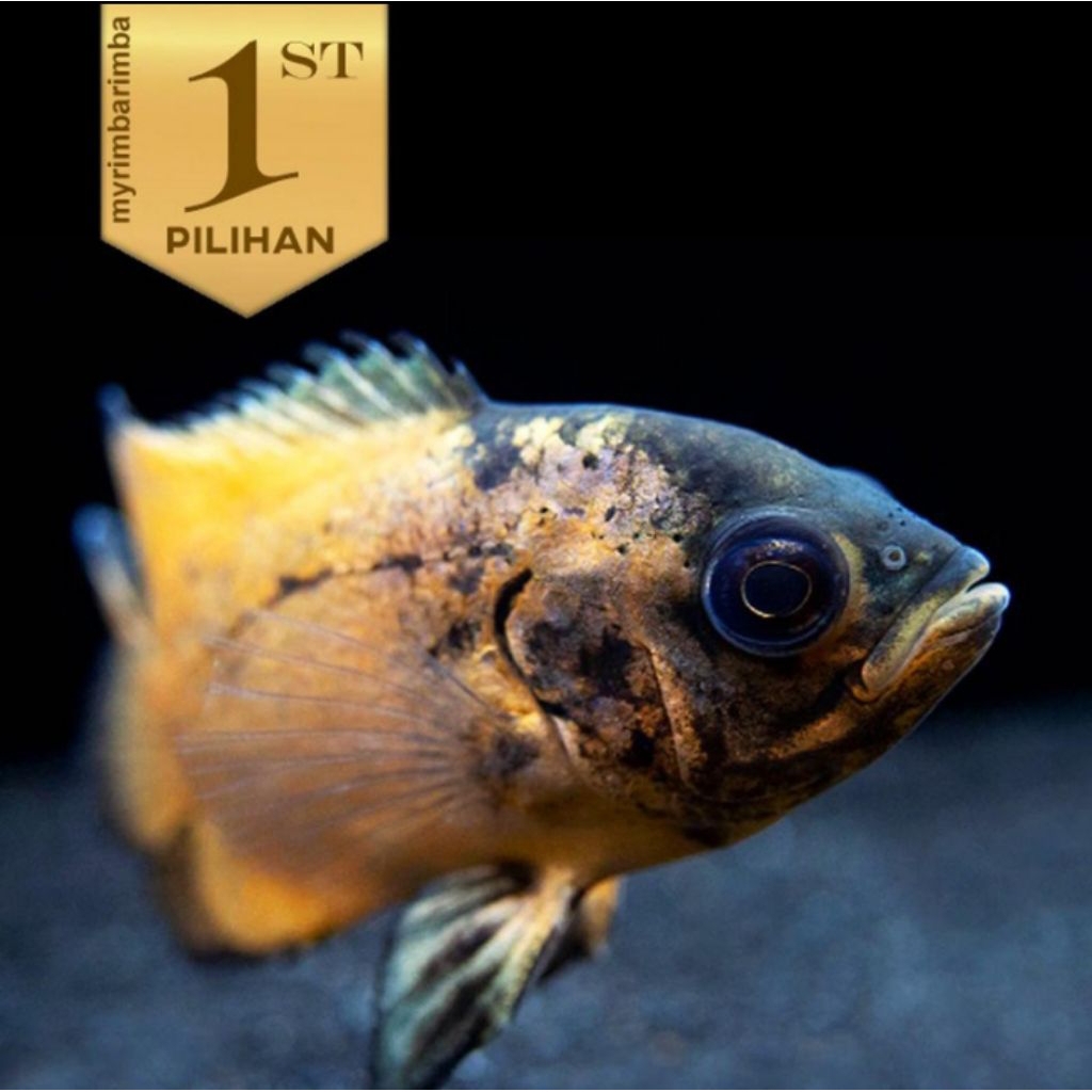 5 Ekor Oscar Paris Tembaga Ikan Hias Predator Hiasan Aquarium Aquascape