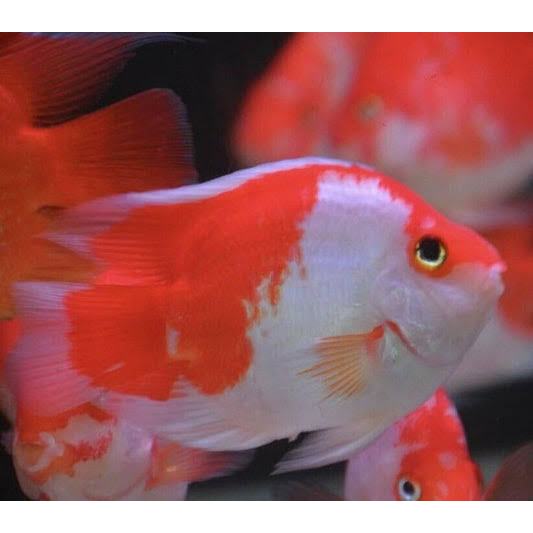 Dekorasi Hiasan Aquarium Parrot Santa (KHUSUS INSTAN)