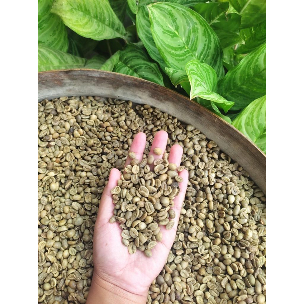 Green Bean Arabica Argopuro super 1 kg Natural