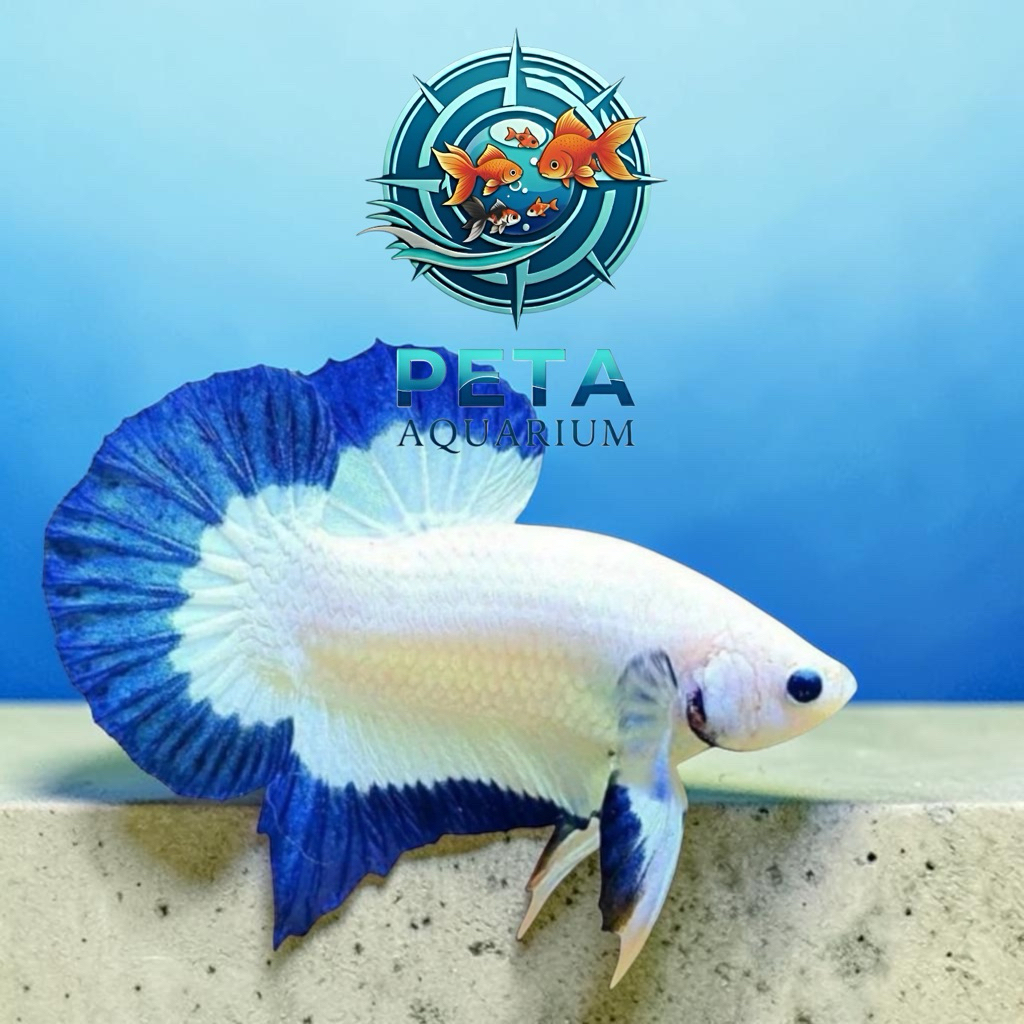 INSTANT Ikan Cupang Blue Rim Jantan - Warna Menawan, Mudah Dirawat Size L