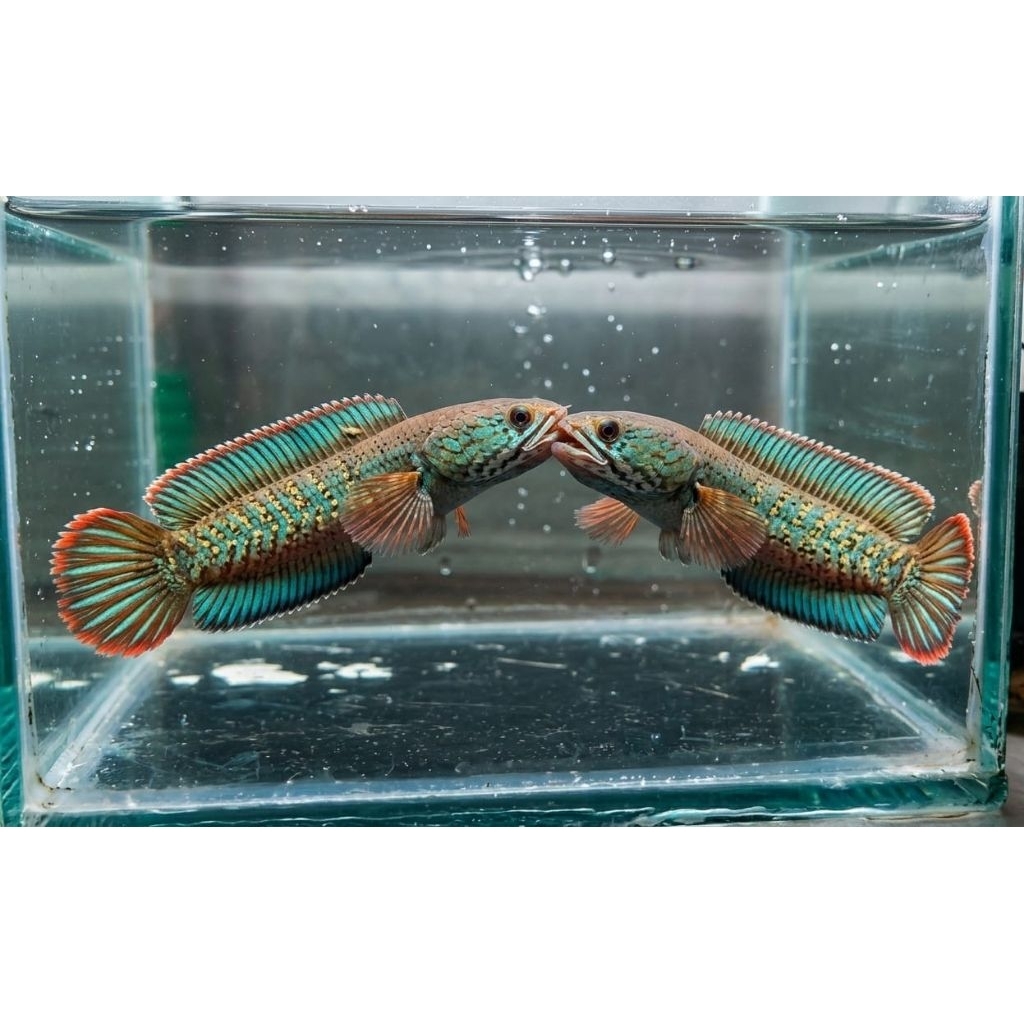 Sepasang (Pair) Ikan Hias Channa Andrao