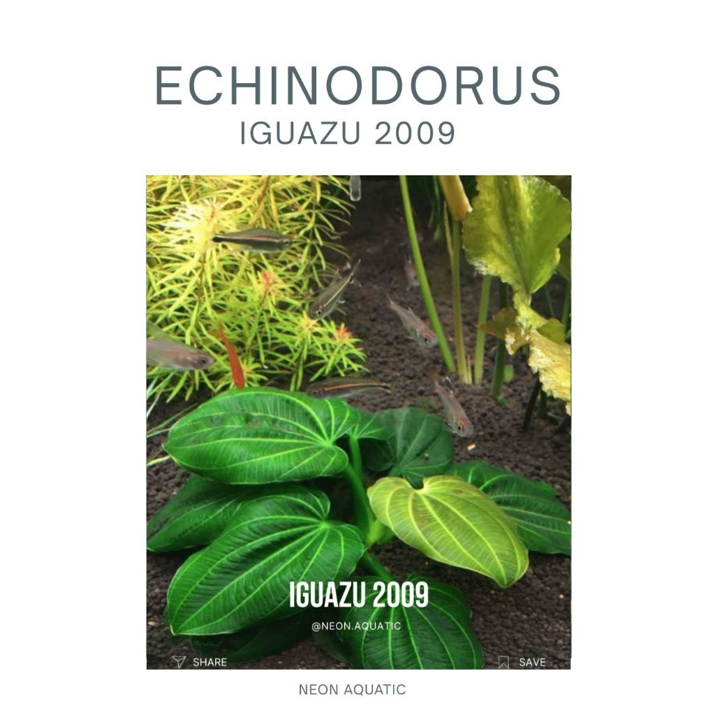 Echinodorus Iguazu 2009 - Tanaman Aquascape - Aquatic Plant - Tanaman Aquarium - Neon Aquatic