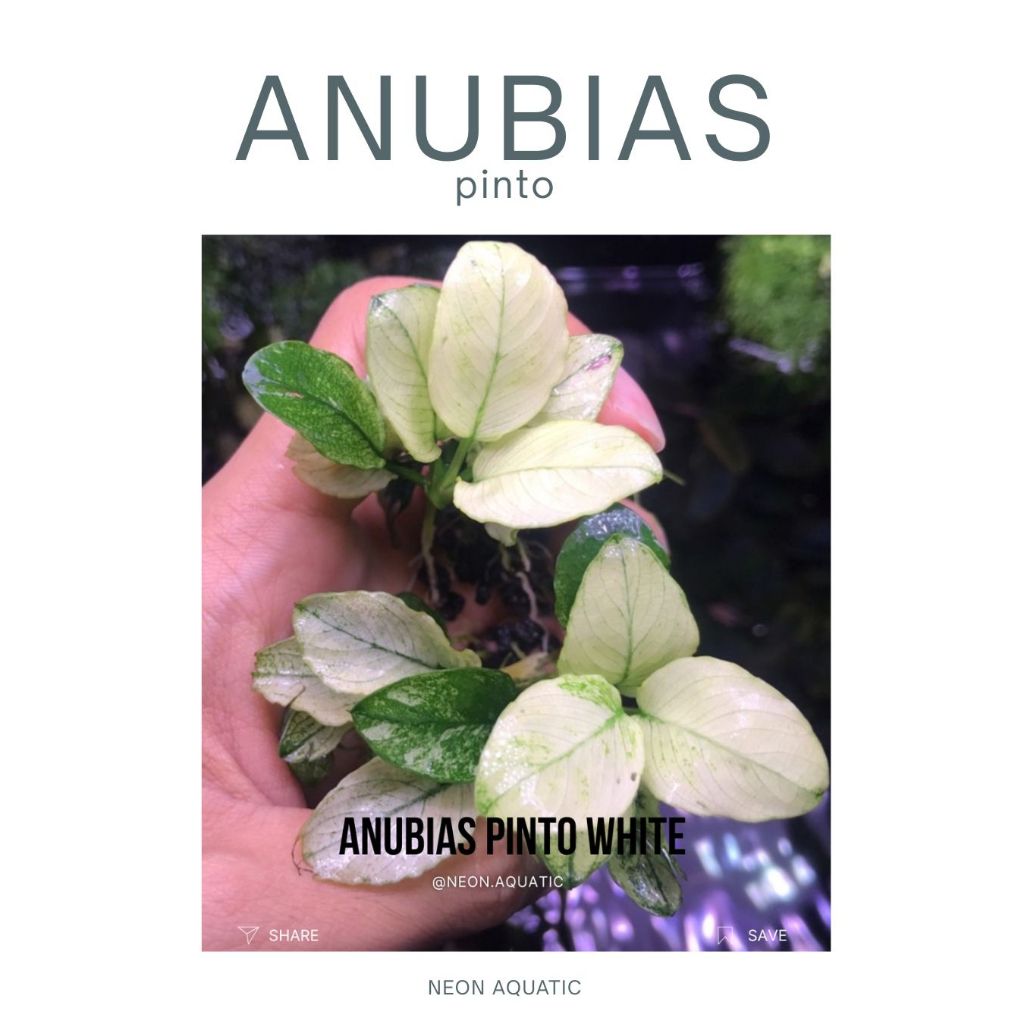 Anubias Pinto - Anubias Nana White - Anubias Pinto White - Tanaman Aquascape - Neon Aquatic